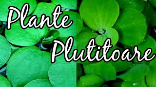 Despre plante de suprafata  plante plutitoare  Limnobium Laevigatum si Pistia Stratiotes [upl. by Georgina]