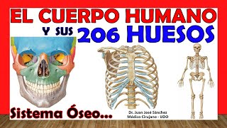 🥇 206 HUESOS del Cuerpo Humano en 24 Minutos  Mnemotecnias Fácil y Sencillo [upl. by Odlavso545]