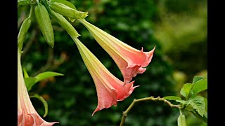 MELEK BORAZANI MELEK BORUSU ÇİÇEĞİ ÇOĞALTIMI DİKİMİ BAKIMI HAKKINDAKİ HERŞEY BRUGMANSIA [upl. by Assiluy543]