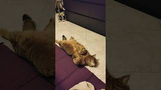 CAMILLO IN RELAX funnyvideo cat gattidivertenti catlover pets catshorts camillotranquillo [upl. by Slaby383]