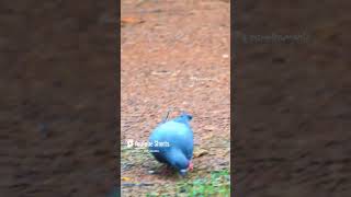 Pegion having breakfast pegion birds pravu paravai birdslife [upl. by Nnyre]