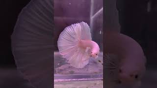 Beautiful Half Moon White Betta Fish [upl. by Mook442]