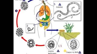 Micro Biologia NEMATODES  Generalidades y Ciclos [upl. by Wachtel]