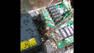 Ants In Electronics [upl. by Ambrosio]