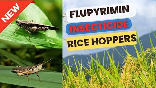 Flupyrimin new Insecticide for Effective Rice Hoppers Control Mode of Action Uses amp Dosage [upl. by Viole]