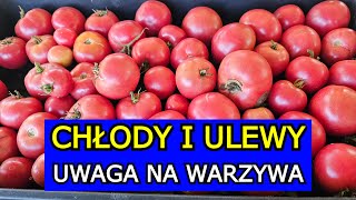 Przygotuj się na Chłody i Ulewy Zagrożone Pomidory Ogórki Marchew Cukinia Seler Dynia Papryka [upl. by Cerracchio]