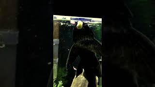 Pleco eating fish flakes at surface [upl. by Napas]