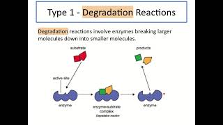 National 5 Biology  Proteins and Enzymes Unit 1 KA4 [upl. by Ahsets415]