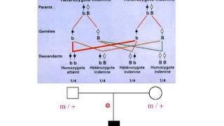 Hérédité autosomique récissive partie 1 [upl. by Bjork]