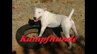 Kampfhunde  Eine kleine Einführung [upl. by Adriaens105]