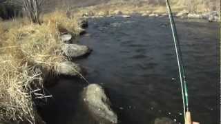 Steamboat Springs Colorado  Yampa River Tailwater Fly Fishing with Charlie Dresen [upl. by Donaugh298]