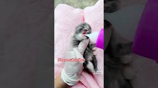 Heartwarming Cat rescue rescuecats rescuekittens catrescue catshort petrescue [upl. by Kho]