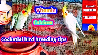 Cockatiel bird breeding tips  Calciumvitamins of Cockatiels bird [upl. by Yllime327]