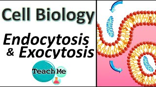 14  Endocytosis amp Exocytosis  Membrane Transport  IB Biology  TeachMe [upl. by Sherer]