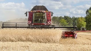 CASECLAAS  Getreideernte  2  Mähdrescher  Harvest 2019 [upl. by Nospmas]