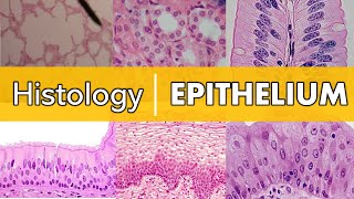 Histology  Epithelium [upl. by Eimorej]