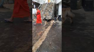 The German Shepherd Dog That Attends Sermons with Monks🐶 A Spiritual Connection nature dog shorts [upl. by Aneehsirk4]