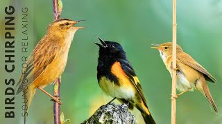 Birds Singing Without Music  24 Hours Relaxing Bird Singing Relieving Stress and Anxiety [upl. by Stearns968]