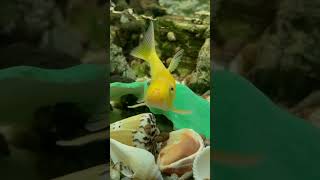 Bright Fish in the Aquarium  Golden Chinese Algae Eater fish [upl. by Nwahsar]