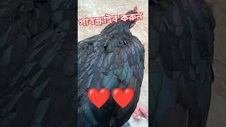 মুরগী খিচুড়ি হয়ে যাক কে কে আছেন নতুন দের সাপট করুন ধন্যবাদ bangladesh chocogamingrk1967 [upl. by Ari]