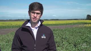 Improving faba bean nodulation on acid soils [upl. by Amatruda]