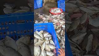 Catch fresh and jumping seafood for selling amazing fresh catching 金吉利定置漁場 fresh seafood 77 [upl. by Enrichetta]