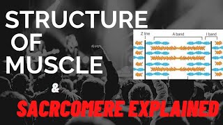 Sarcomere structure explained  Class 11  Structure of muscle fibre  Physiology neet biology [upl. by Ludeman]