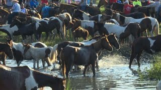 Chincoteague wild ponies make annual swim [upl. by Fillender]