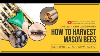 LIVE recording How to Harvest Mason Bees [upl. by Clarissa]