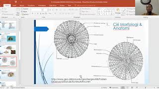 Kelas Echinoidea Filum Echinodermata [upl. by Asilanom]