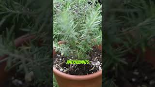 Rosemary Herb Benefits youtubeshorts healthbenefits benefits [upl. by Sisenej31]