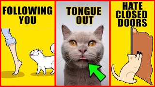 8 Odd Cat Behaviors Explained [upl. by Heber]