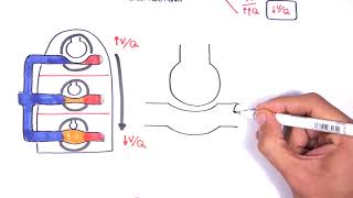 Respiratory System Physiology  Ventilation and Perfusion VQ Ratio Physiology [upl. by Clabo]