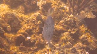 Scrawled Filefish in Roatan Honduras [upl. by Gula]