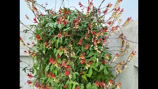 Mina lobata vine grown in pot  UrduHindi [upl. by Armanda214]