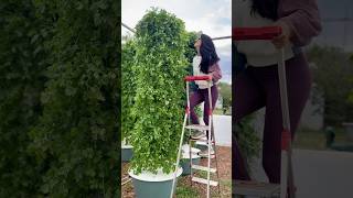 Grow 9 times more cilantro using less space and water cilantro farming hydroponics gardening [upl. by Ehrlich]