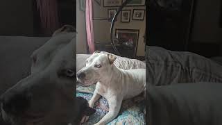 Sweet Gemma rescue pitbull bestie [upl. by Yann]