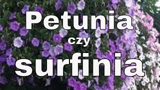 SUPERTUNIA PIĘKNE KOMPOZYCJE KWIATOWE  PETUNIA I SURFINIA W DONICY [upl. by Otilesoj]