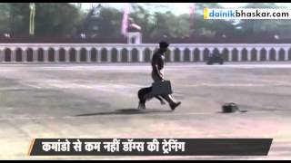 Sniffer Dogs Training in BSF School at Gwalior [upl. by Lobell]