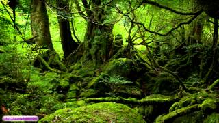 Celtic Music  Ancient Forest  Celtic Lute amp Guitar Music [upl. by Yeleen3]