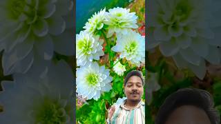 ♻️ Ever green flower Plants 🌲 nature flowersgarden garden flowers beautiful tech prajapati [upl. by Festatus]