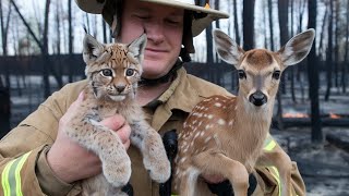 Firefighter Saved Baby Lynx and Fawn from the Fire But No One Expected What Happened Next [upl. by Fortunna]