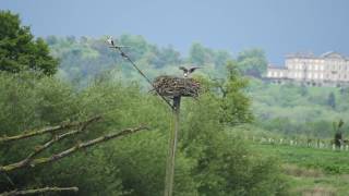 Ospreys on nest at Rutland Water Nature Reserve on 20th May 2017 [upl. by Guthrey]