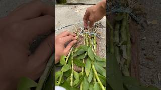 Very useful techniques grafting largest dendrobium nobile short orchid garden farming [upl. by Kipton]