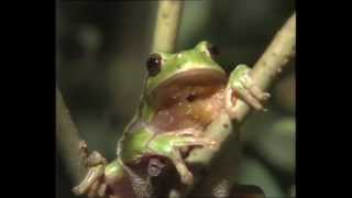 La Grenouille et le crapaud  Documentaire animalier [upl. by Zoilla]