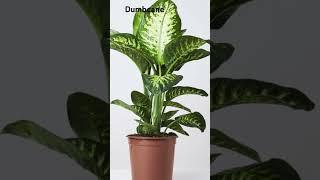 Best Indoor Plants to grow From Cuttings in December shorts indoorplants [upl. by Kippy]