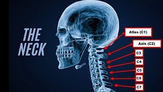 the neck fully explained viral vedio youtube [upl. by Norvall]