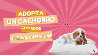 CUIDADOS PARA TU CACHORRO DESPUES DE LA ADOPCIÓN [upl. by Gladdie]