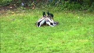 Mallard Ducks fighting to mate with female [upl. by Lodmilla]