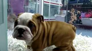 7914 Bulldog Ingles Macho [upl. by Gnek]